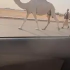 لقحه وضحا طيبه سوم 6500