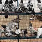 حمام باكستاني تب التب