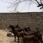 معزا دهم ( تم البيع