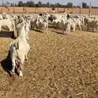 معزا مشاريك