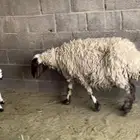 شاه خلفه نعيميه معها 2