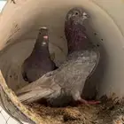 الخرج