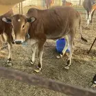 2 حسايل و1 ثور من 7 شهور الى8 شهور