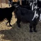 معزا للبيع 11 راس