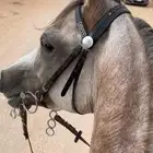 عندي حصان واهو حاررر للبيع ورق