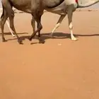 بكره صفرا دبيانيه طيبه سوم13