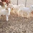 حريات متابيع للبيع