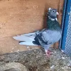 ذكر قطيفي هجرسي