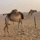 عجوم كفو جداا هجن انتاج فاخر