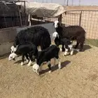 غنم نجد للبيع