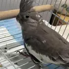طير كروان للبيع