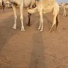 قعدان حليب