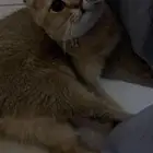 قط ذكر معقم للتبني