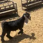جفرة عارضية طيبه