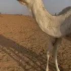 ناقتين للبيع مع القعدان