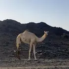 ناقه سودانيه ذلول