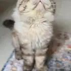 اوتيل قطط. عناية زواج