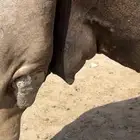 رنيه