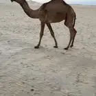 قعود اشعل ولد المعنا