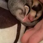 شوقر قلايدر عمر 3 شهور انثى