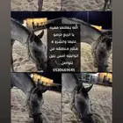 مهره ضايعه