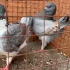 حمام