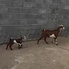 معزا متابيع