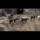 تيوس جذعان العدد 9 محافظه أضم بربوع العين
