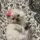 قطط هملايا