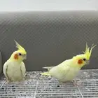 جوز كروان منتج وشرط