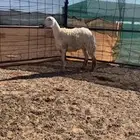 رخال حريات حرش والد