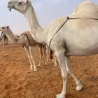 ناقه خفوت طيبه