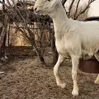 طلي مشروع فحل العمر 5شهور