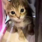 قطط للتبني