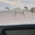 لقحه وضحى كفو