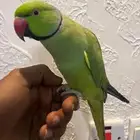 ترويض وتوليف الببغاوات