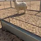 تم البيع