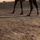 للبيع قعود اصفر دبياني