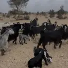 معزا خلفات ومفاصيل للبيع