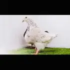 زوج تاكسن top