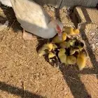 بط بح صوص صيصان