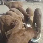 سواكن مرابي