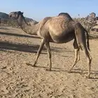 شاهنيه لقحه على متعب بعير بطشان