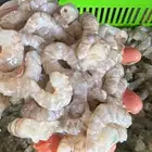 روبيان وسط ممتازب450روبيان32كيلو فرخ جامبو ب999الرياض الخبر