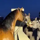 اقبل البدل بحصان اصفر