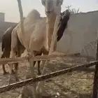 للبيع قعود حق سمين