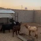 غنم للبيع معزا وفحلهن. العدد4 تيس وعنز مضرع و2 حيل