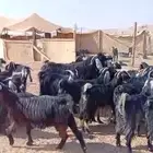 معزا للبيع