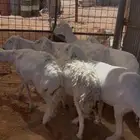 للبيع شياه حريات دفيع شرط