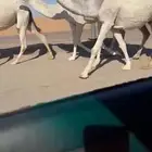 لقحات كفو وسنان